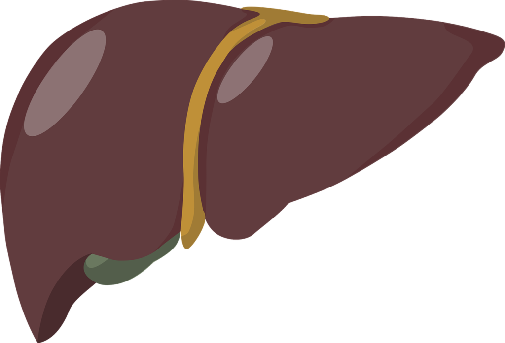 liver, spleen, organ-6198961.jpg